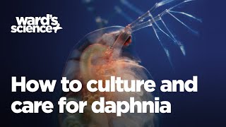 Caring and Culturing for Daphnia [upl. by Ailaham840]