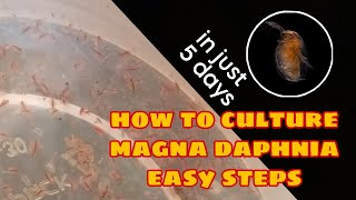 How to Culture Magna Daphnia Easily [upl. by Tamas]