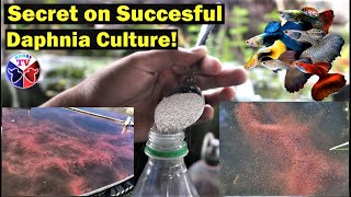 How to Culture Daphnia Successfully [upl. by Showker]