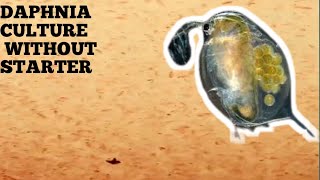 HOW TO CULTURE DAPHNIA NATURALLY WITHOUT A STARTER [upl. by Hannasus]