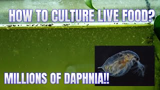 How to Culture Daphnia Secret Method to Breed MILLIONS  Simply Aquatic [upl. by Llenyr963]