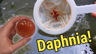 How I Culture Daphnia In Outdoor Tubs [upl. by Zebulon]