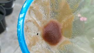 How to culture daphnia moina in a small container Part 1 English Subtitle [upl. by Prescott100]