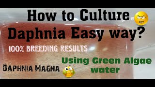 Daphnia MagnaHow to Culture Daphnia Easy wayCulturing Daphnia using Green water Daphnia [upl. by Aseiram288]