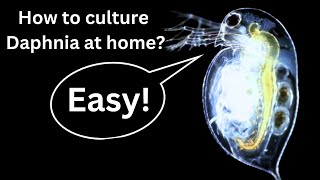 BEST Live Fish Food Beginner guide How to Culture Daphnia at home [upl. by Carberry650]