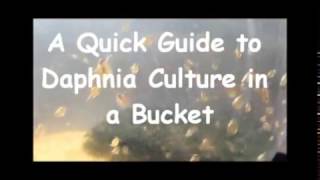 How to culture daphnia outside [upl. by Ardnuhsor525]