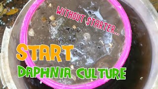 How to culture daphnia moina the easy way 1  Starting the Daphnia culture [upl. by Neisa]