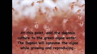 Daphnia  How to grow daphnia in your home [upl. by Anayia211]