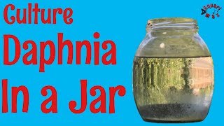 How to Culture Daphnia in a Jar [upl. by Ykcin]