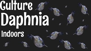 How to Culture Daphnia [upl. by Latta970]