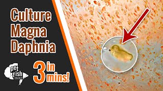 How to culture DAPHNIA MAGNA  The easy way [upl. by Nizam]