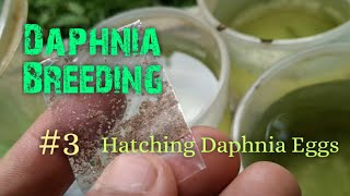 Daphnia Culture made simple and easy 3  Hatching Daphnia eggs [upl. by Ahsienyt]