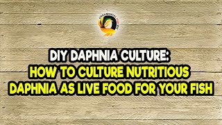 DIY Daphnia Culture How to Culture Nutritious Daphnia as Live Food for Your Fish [upl. by Ahseym923]