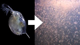 How I Culture Daphnia [upl. by Dreyer]