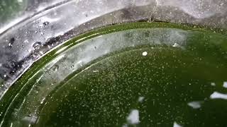 DAPHNIA MOINA CULTURE IN A SMALL BUCKET [upl. by Sedecrem]