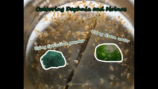 How To Culture Daphnia and Moinas using Green Water Spirulina powder [upl. by Hildebrandt]