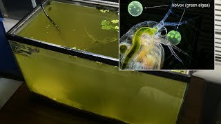 Raising Daphnia for the Freshwater Aquarium [upl. by Perloff]