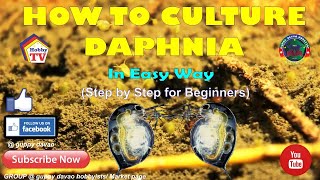 HOW TO CULTURE DAPHNIA In Easy Way [upl. by Khano]